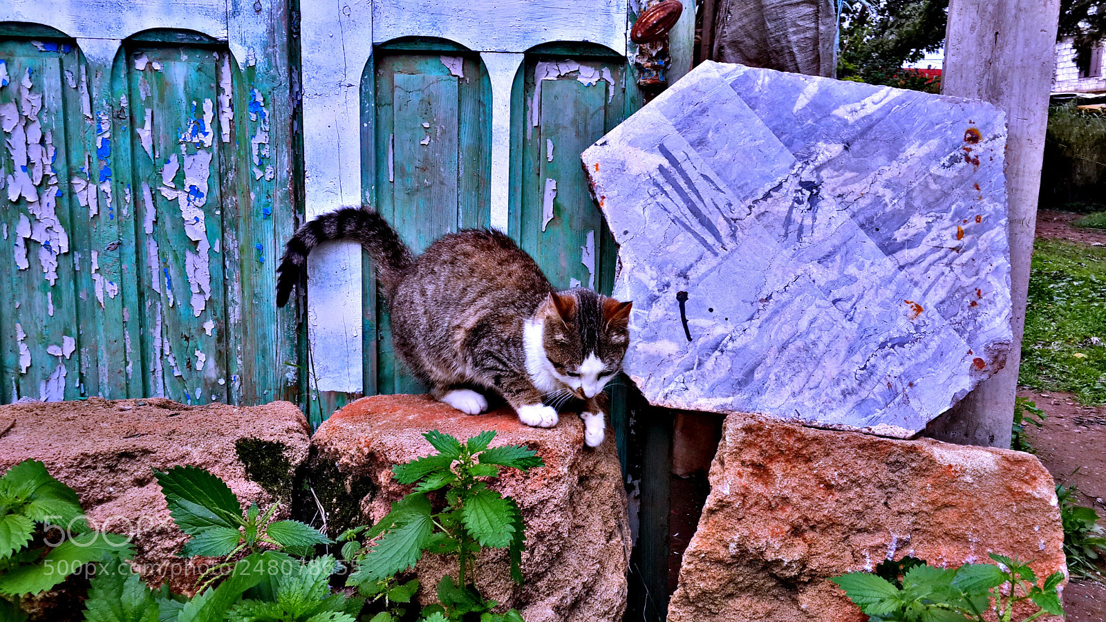 Samsung Galaxy S4 sample photo. A rural cat photography