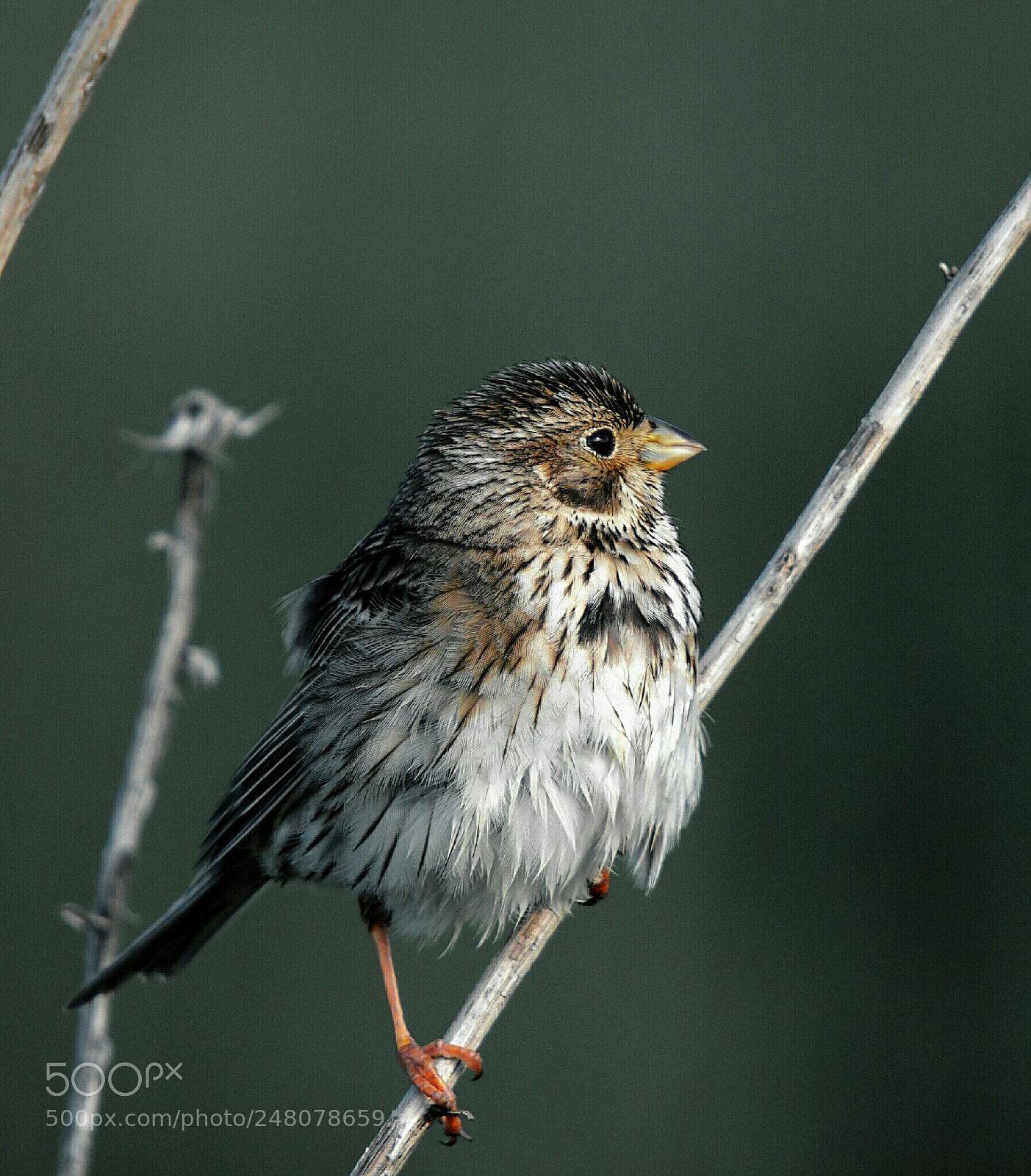 Olympus E-5 sample photo. Emberiza calandra photography
