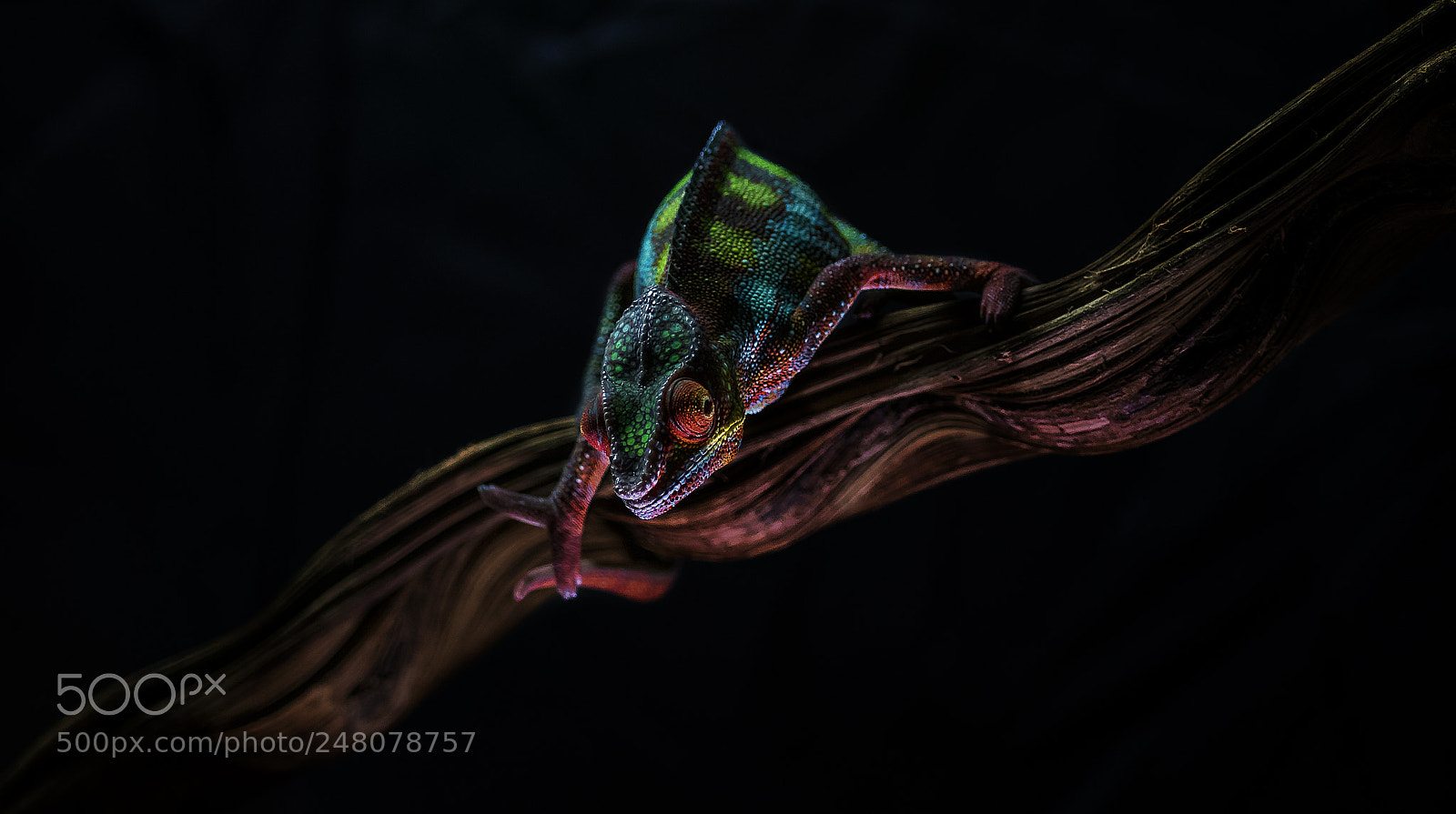 Nikon D500 sample photo. The chameleon photography