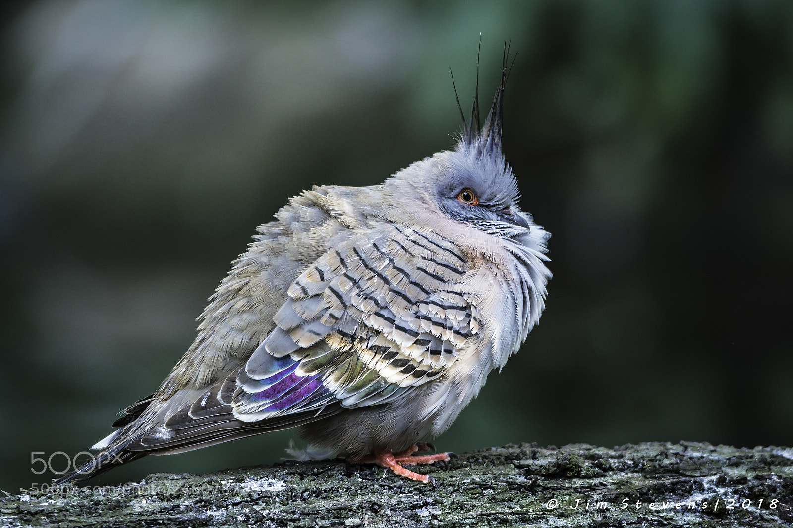 Canon EOS 60D sample photo. Crested pigeon (ocyphaps lophotes) photography