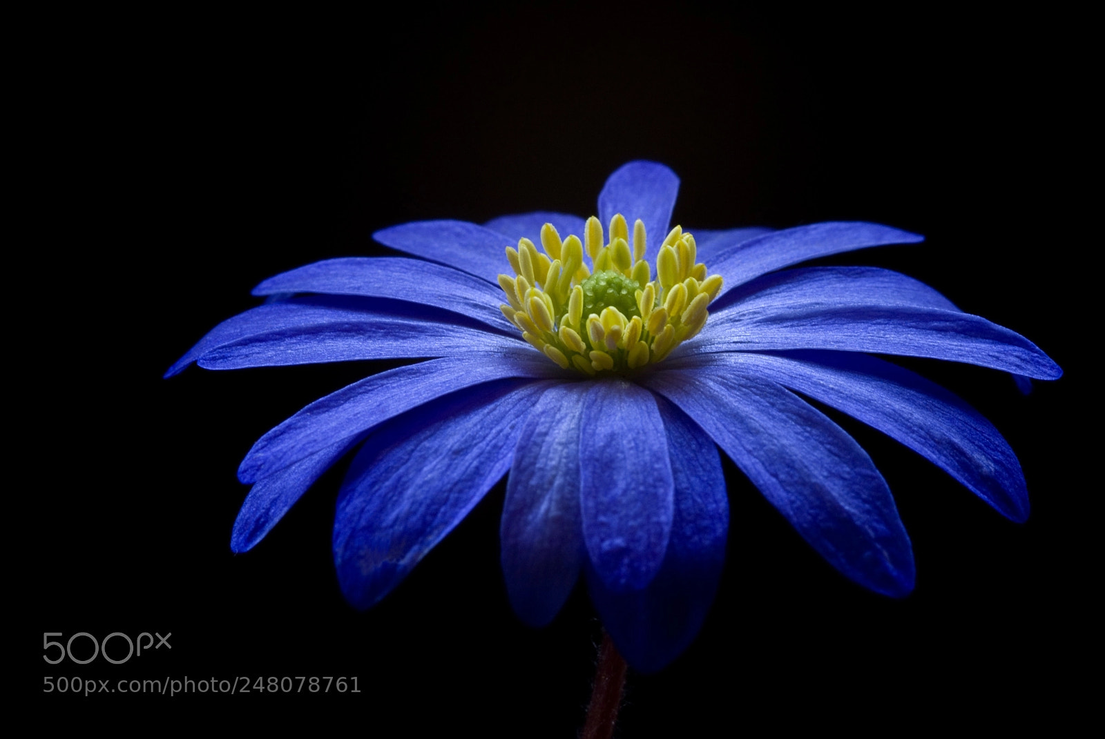 Nikon D60 sample photo. The night flower caught photography