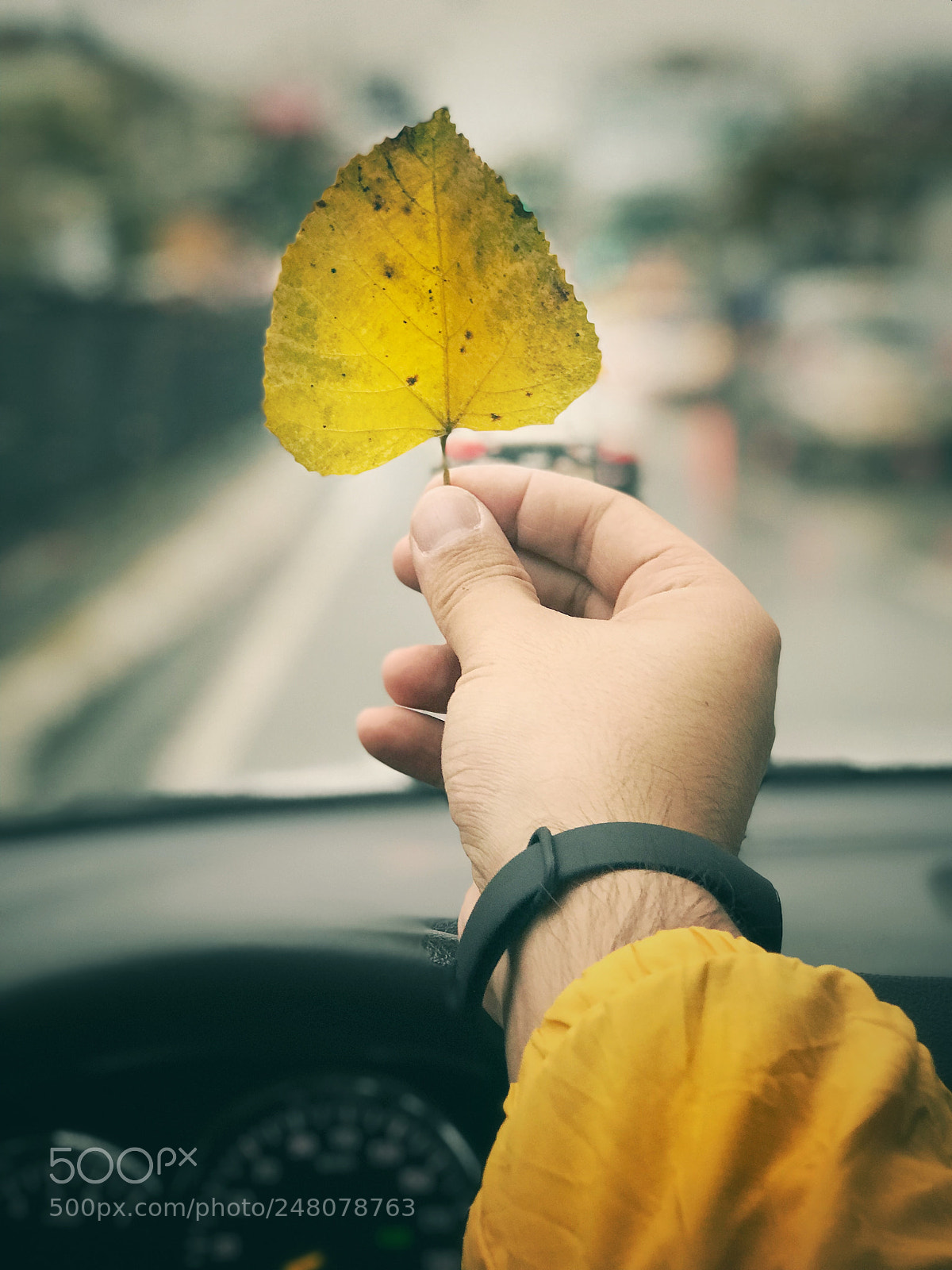 Apple iPhone 7 Plus sample photo. Autumn photography