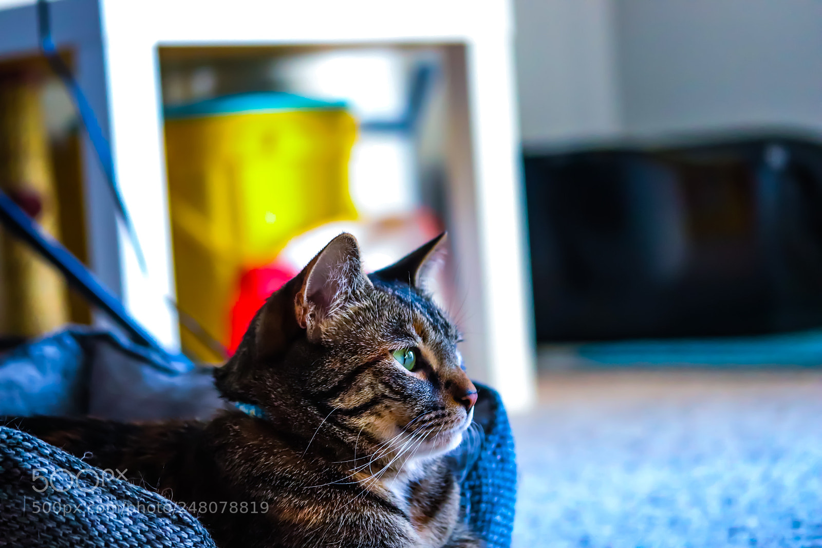 Canon EOS 800D (EOS Rebel T7i / EOS Kiss X9i) sample photo. Cat photography