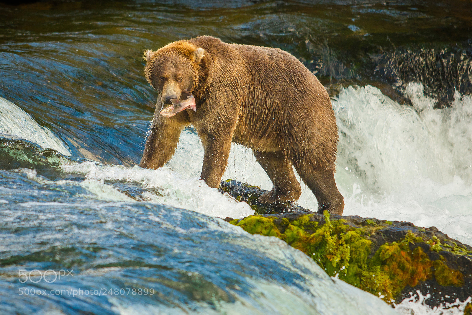 Canon EOS 7D Mark II sample photo. Alaskan bear with catched photography