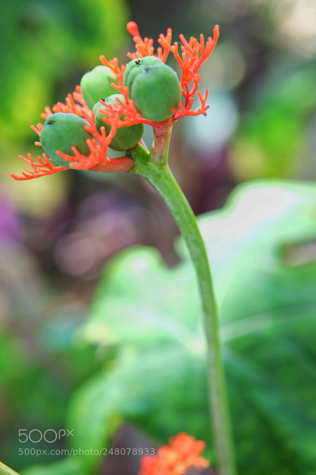 Fujifilm X-T10 sample photo. Belle du jour photography