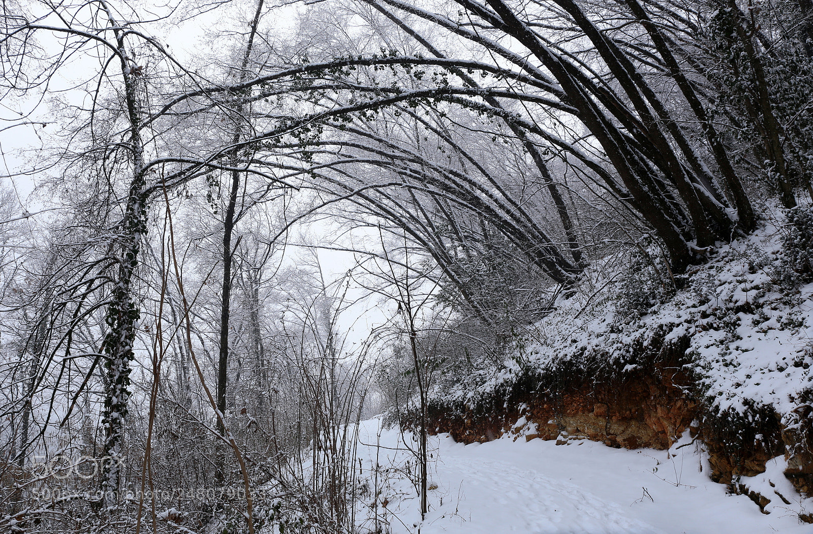 Canon EF 24-70mm F4L IS USM sample photo. It's snowing in the photography