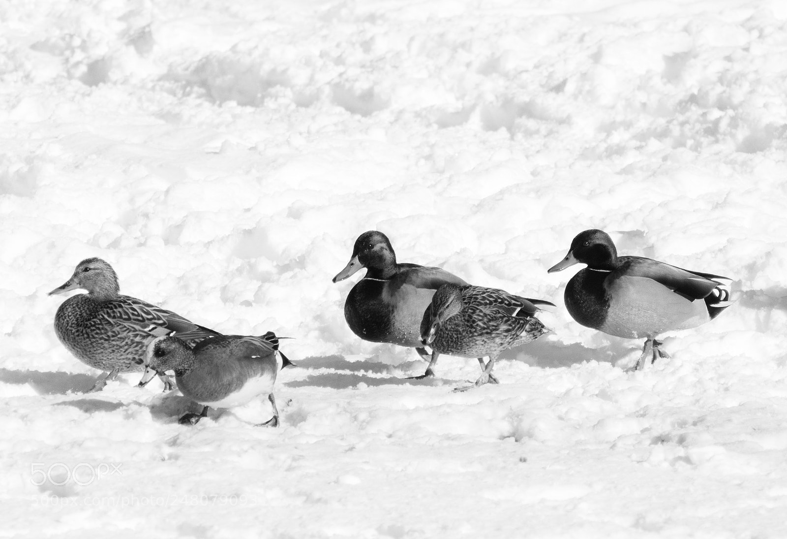 Olympus OM-D E-M1 sample photo. Ducks on a stroll photography