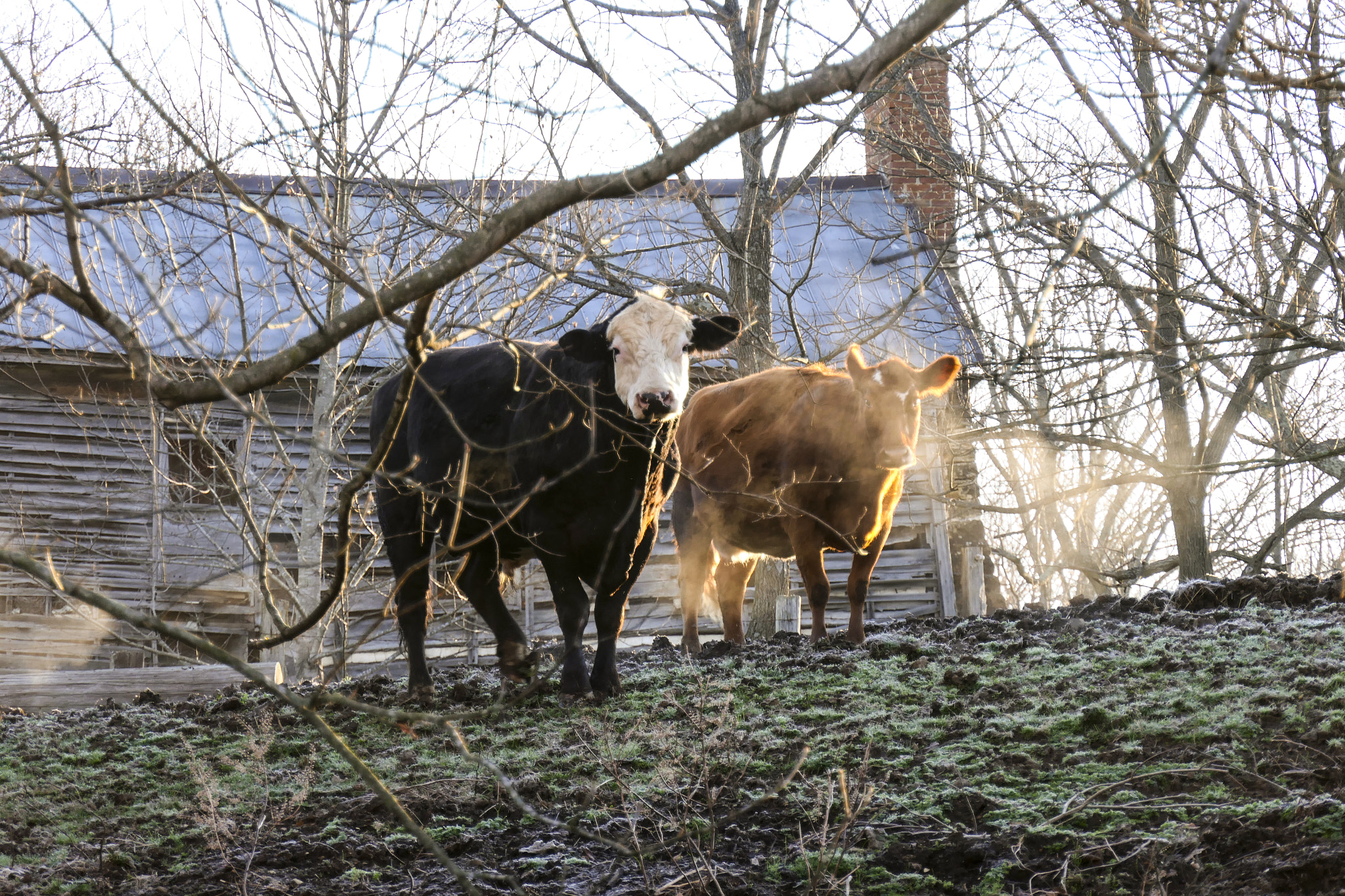 Panasonic Lumix DMC-FZ2500 (Lumix DMC-FZ2000) sample photo. Goodmorningcattle photography
