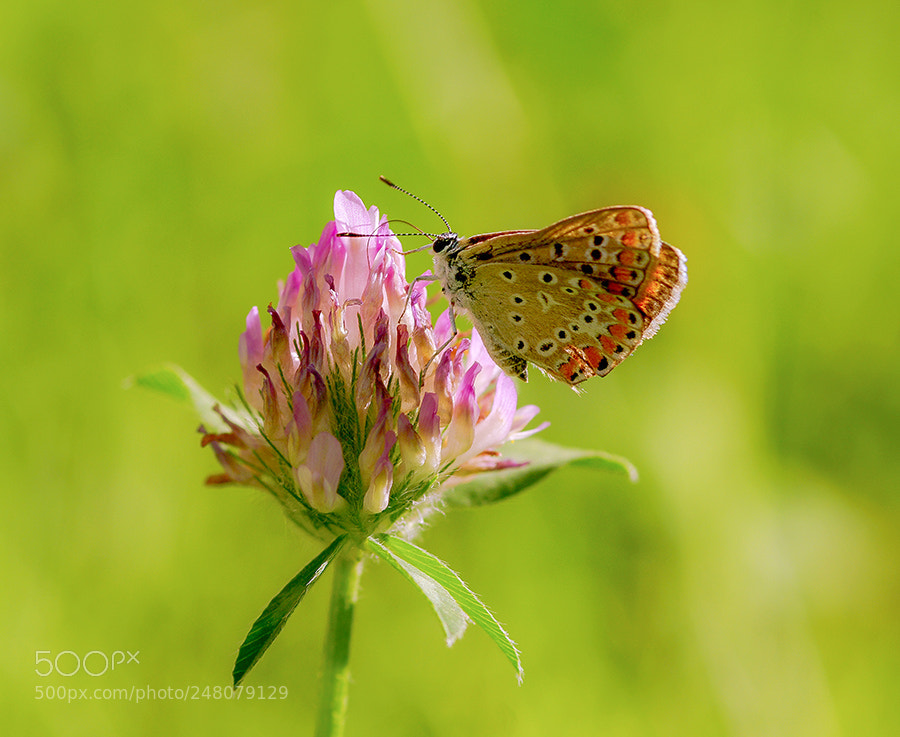 Pentax K20D sample photo. Natyre photography