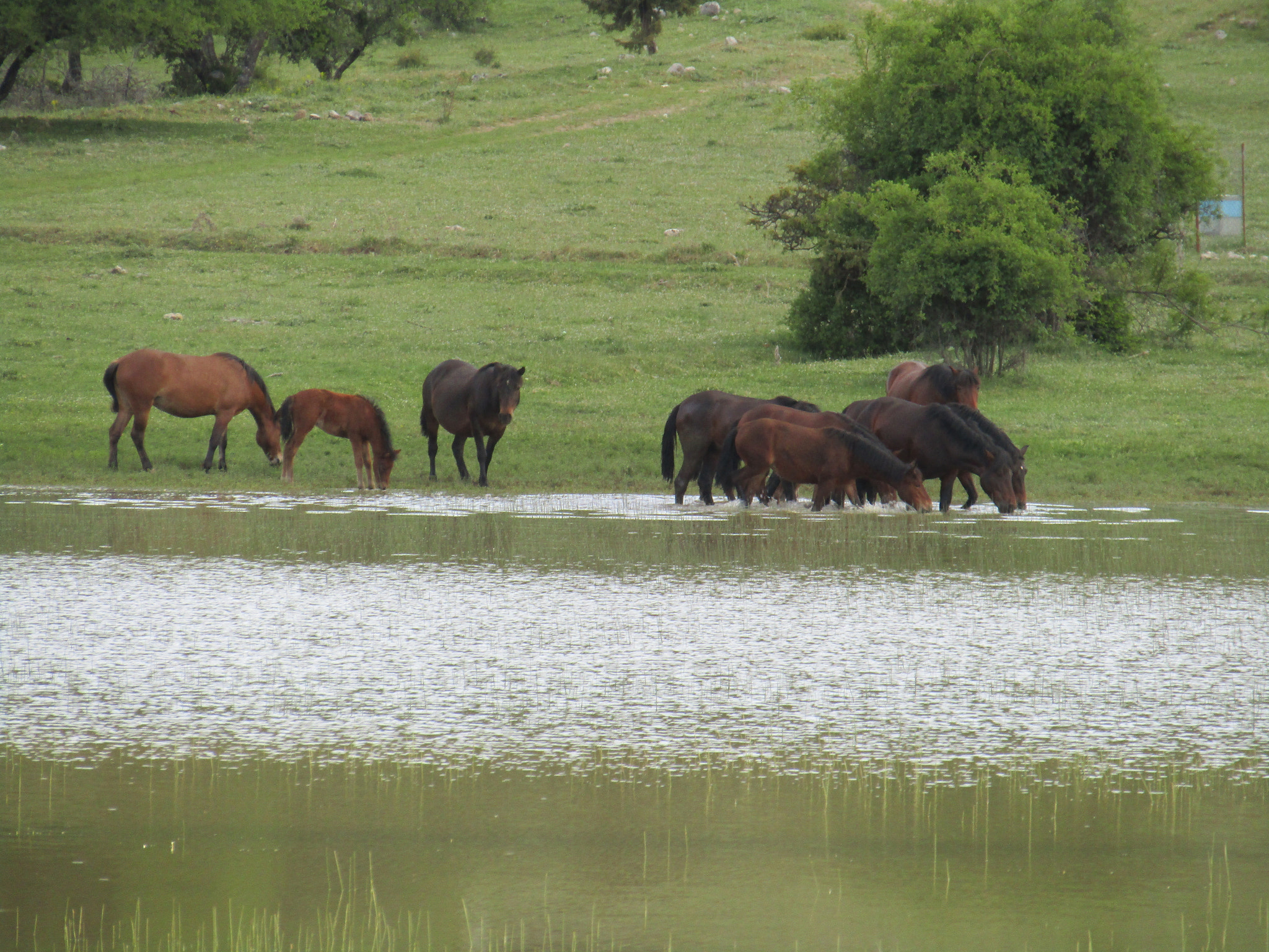 Canon PowerShot SX420 IS sample photo. Wild horses photography