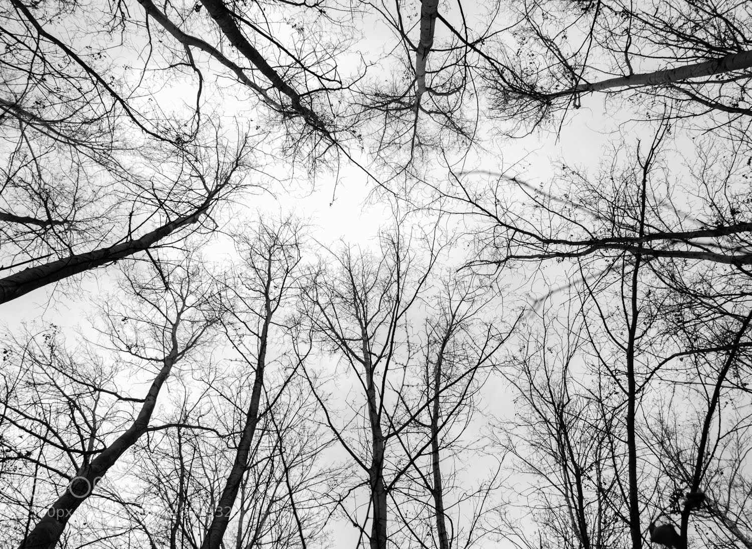 Canon EOS 700D (EOS Rebel T5i / EOS Kiss X7i) sample photo. Look up! photography