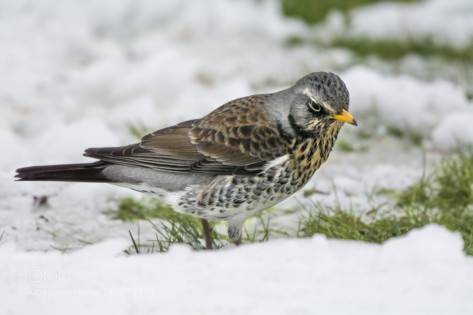 Nikon D7100 sample photo. Fieldfare in the snow photography