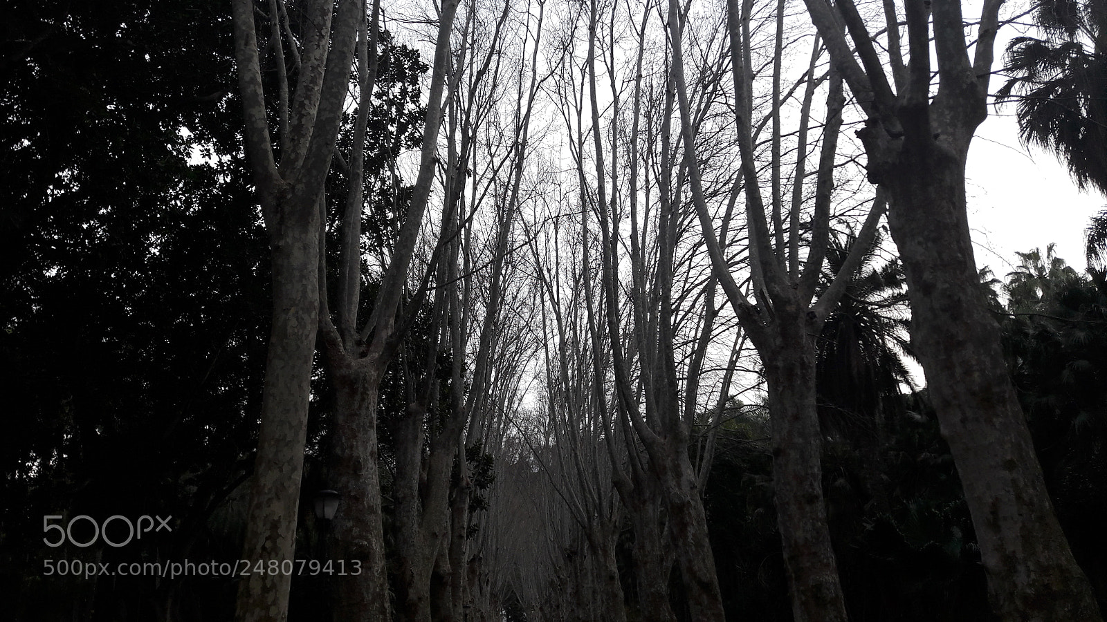 Samsung Galaxy A5(2016) sample photo. Trees road photography