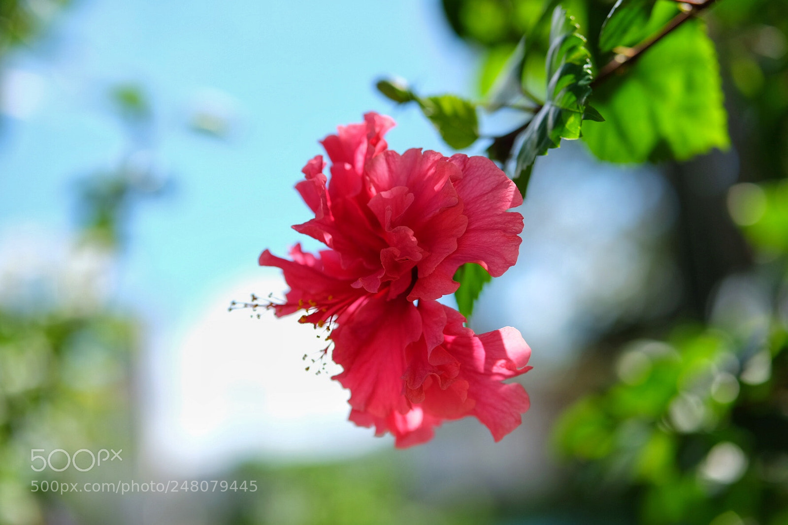 Fujifilm X-T10 sample photo. Beauté de la nature photography