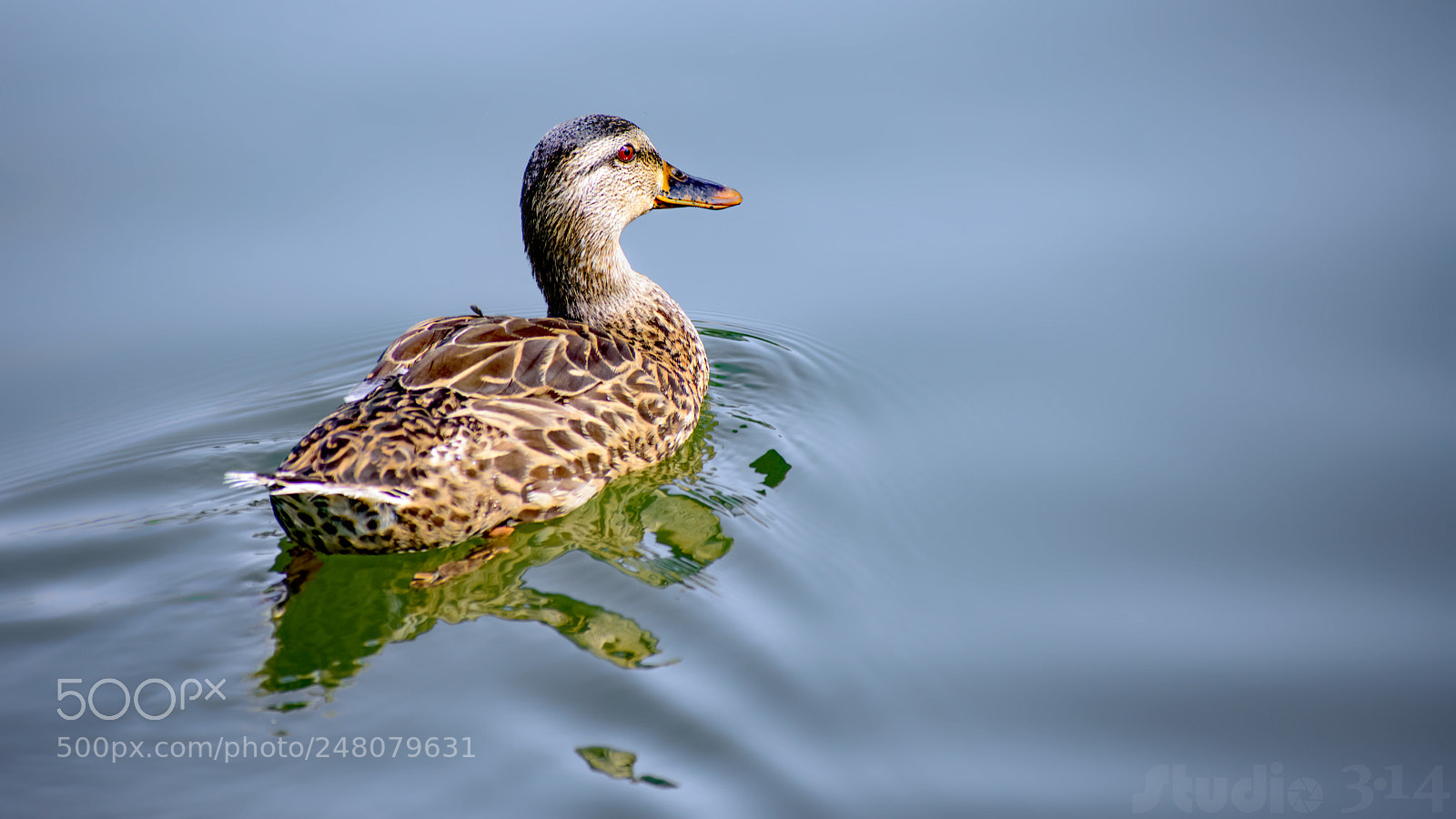 Nikon D7200 sample photo. What's up duck! photography