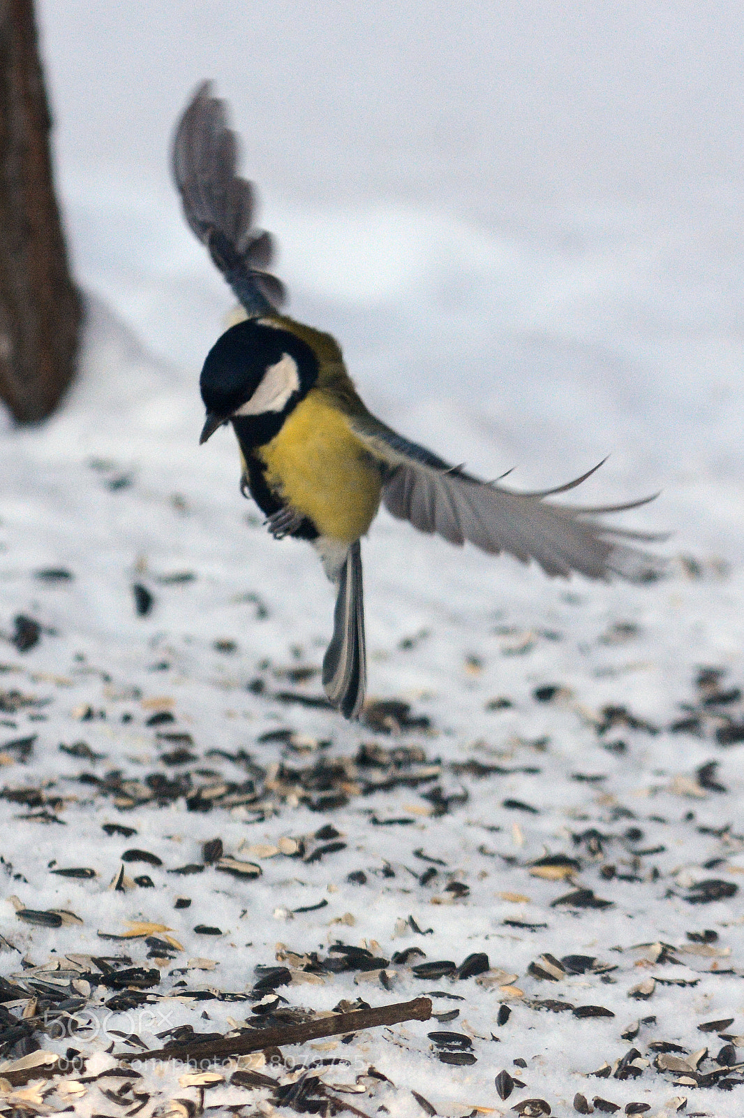 Nikon D7100 sample photo. Real predator photography