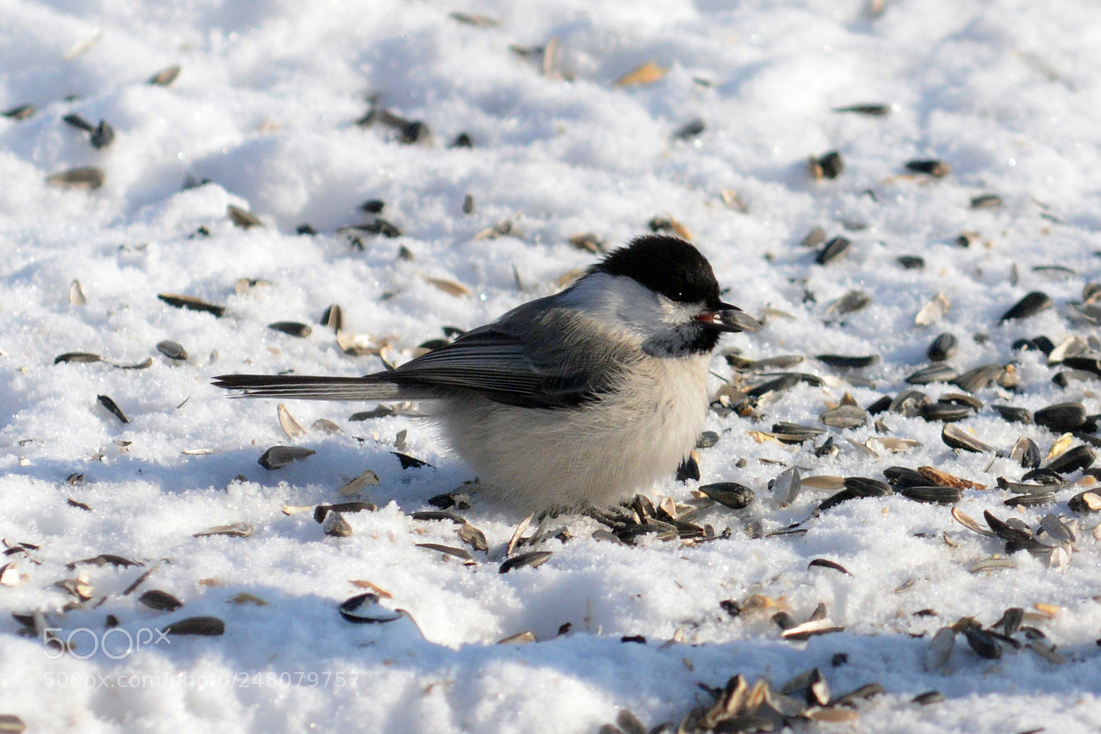Nikon D7100 sample photo. Fluffy and hungry photography