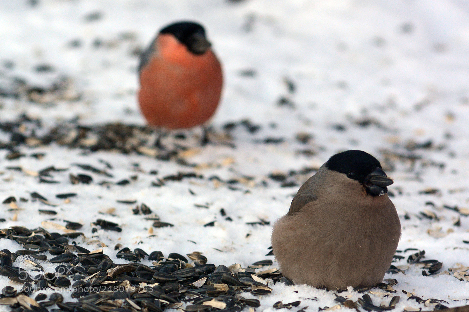 Nikon D7100 sample photo. Darling? photography
