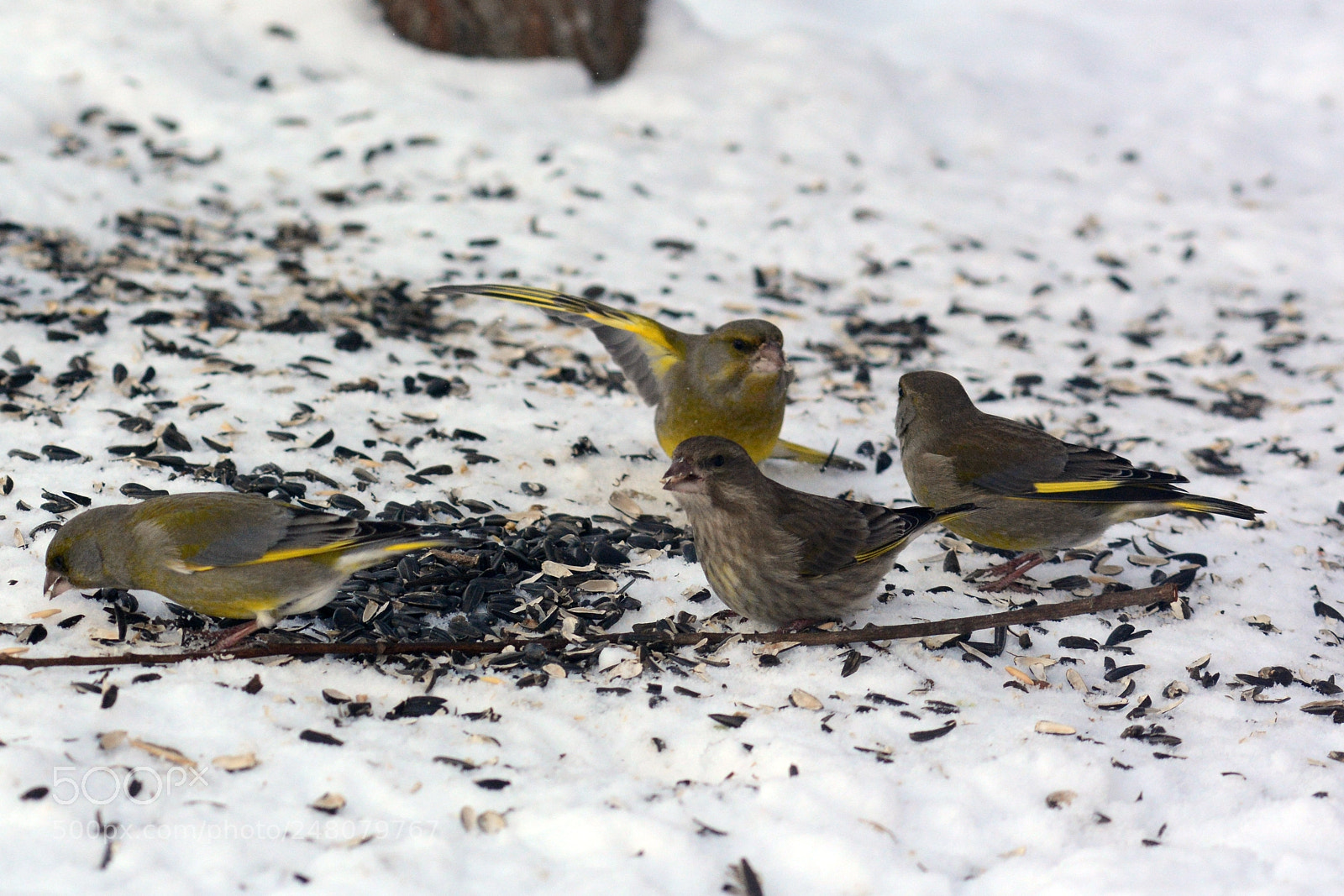 Nikon D7100 sample photo. What did you say?! photography