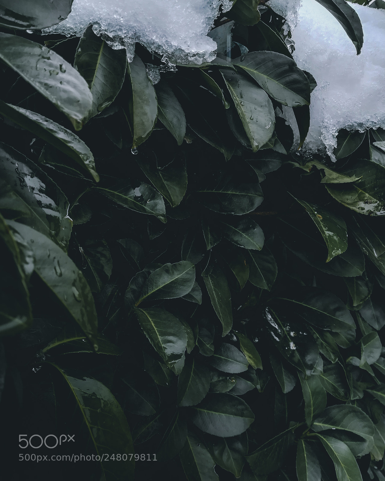 HUAWEI PRA-LX1 sample photo. Green dragon photography