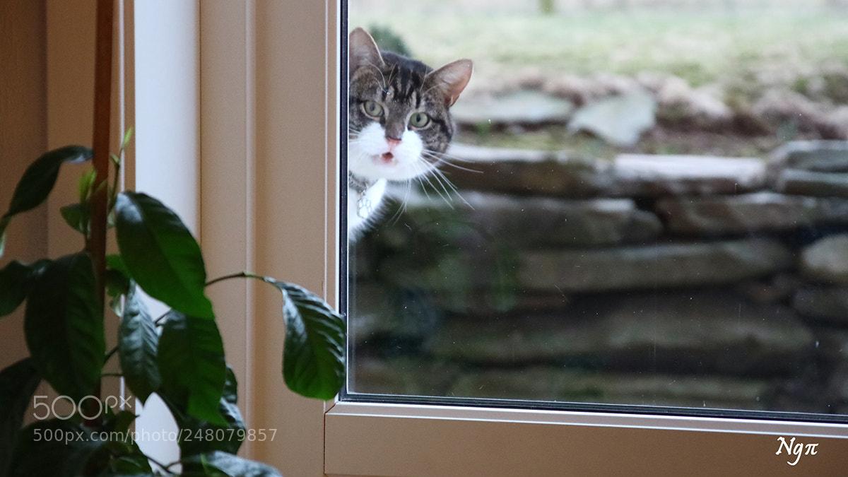 Canon EOS M3 sample photo. Can i come in? photography