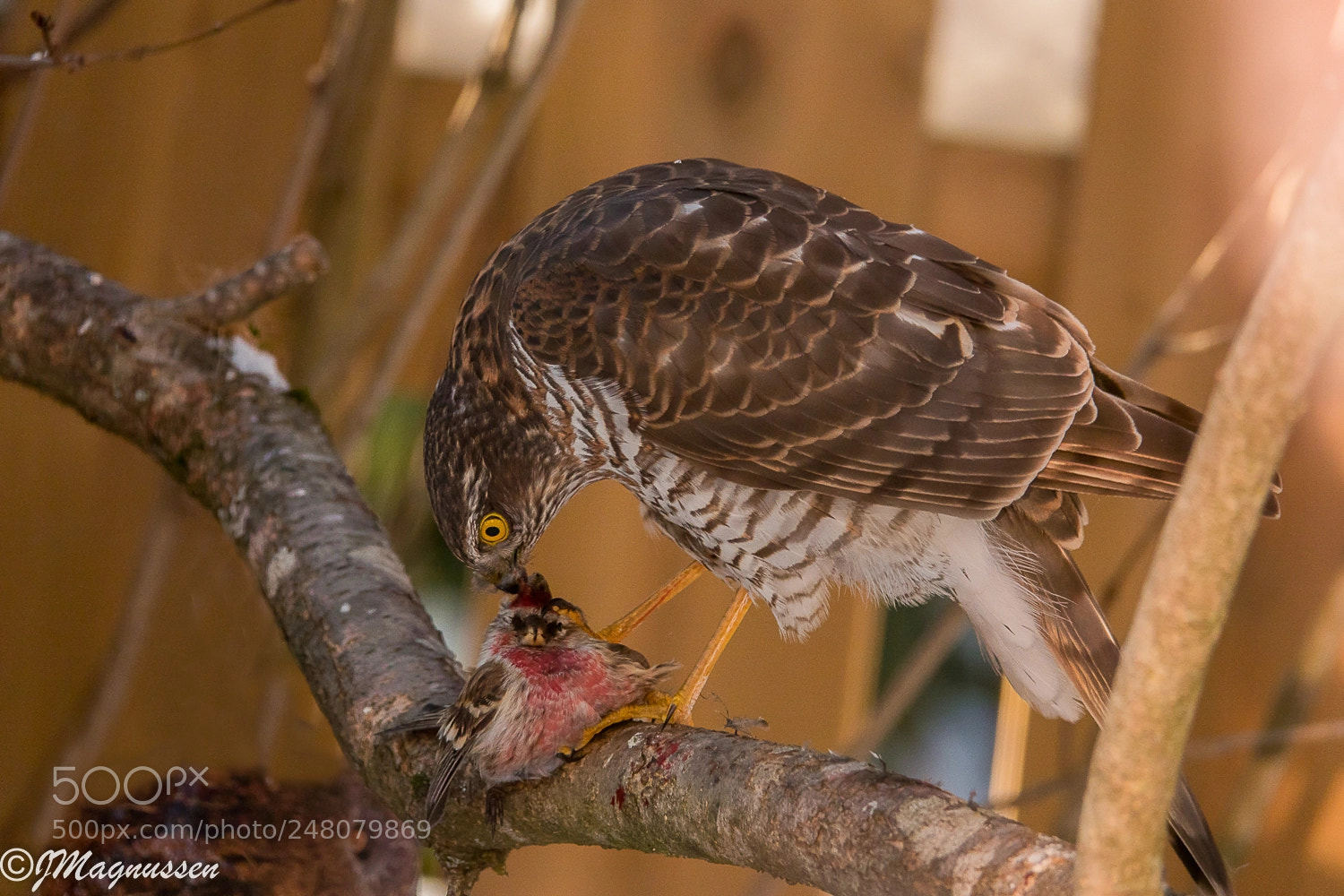 Sony Cyber-shot DSC-RX10 IV sample photo. Eurasian sparrowhawk accipiter nisus photography
