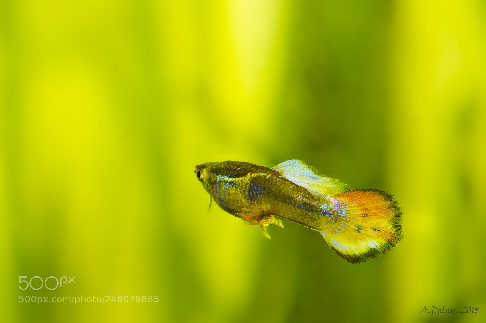 Canon EOS 700D (EOS Rebel T5i / EOS Kiss X7i) sample photo. Fire guppy photography