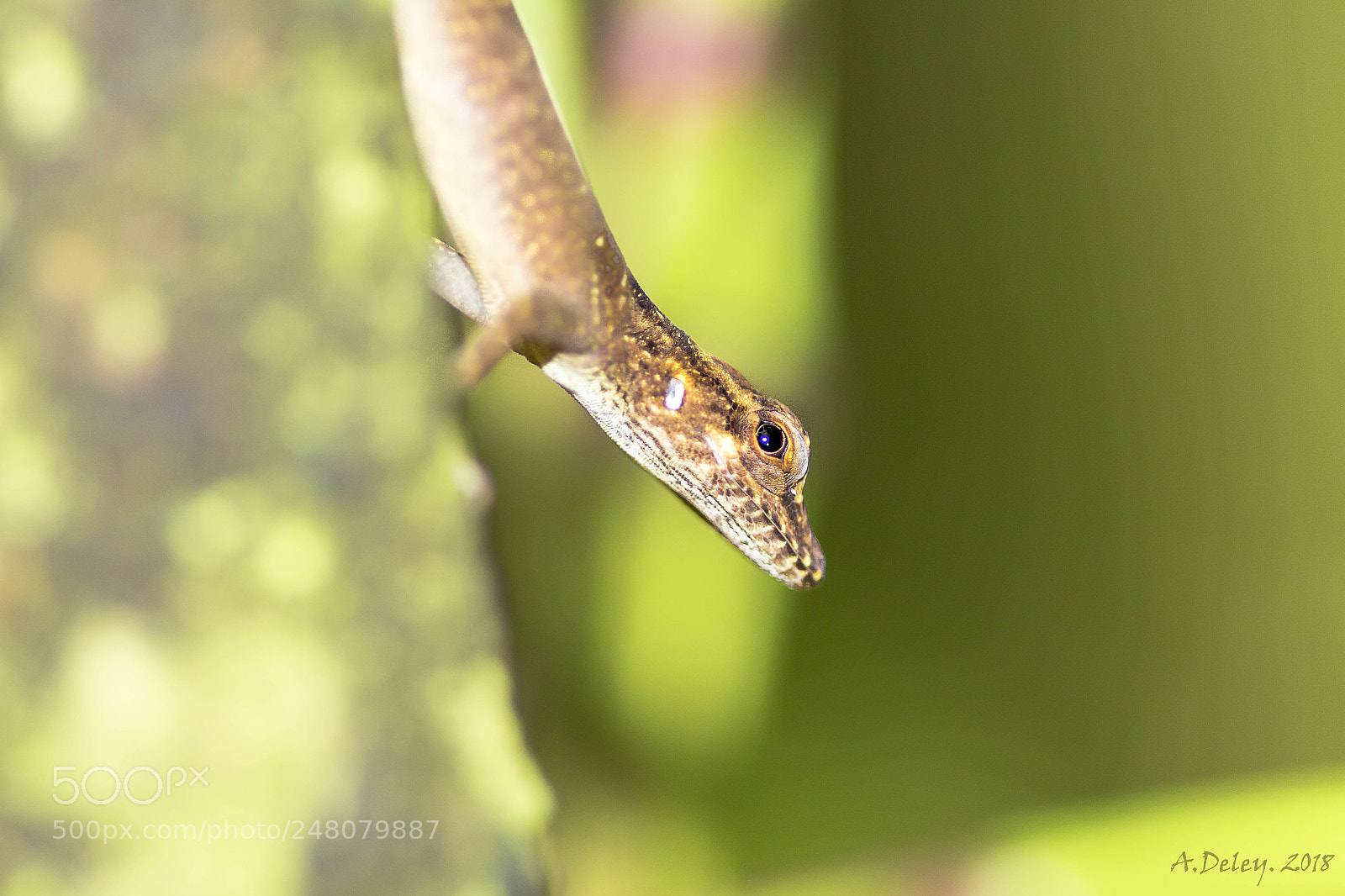 Canon EOS 700D (EOS Rebel T5i / EOS Kiss X7i) sample photo. Baby leopard anole photography