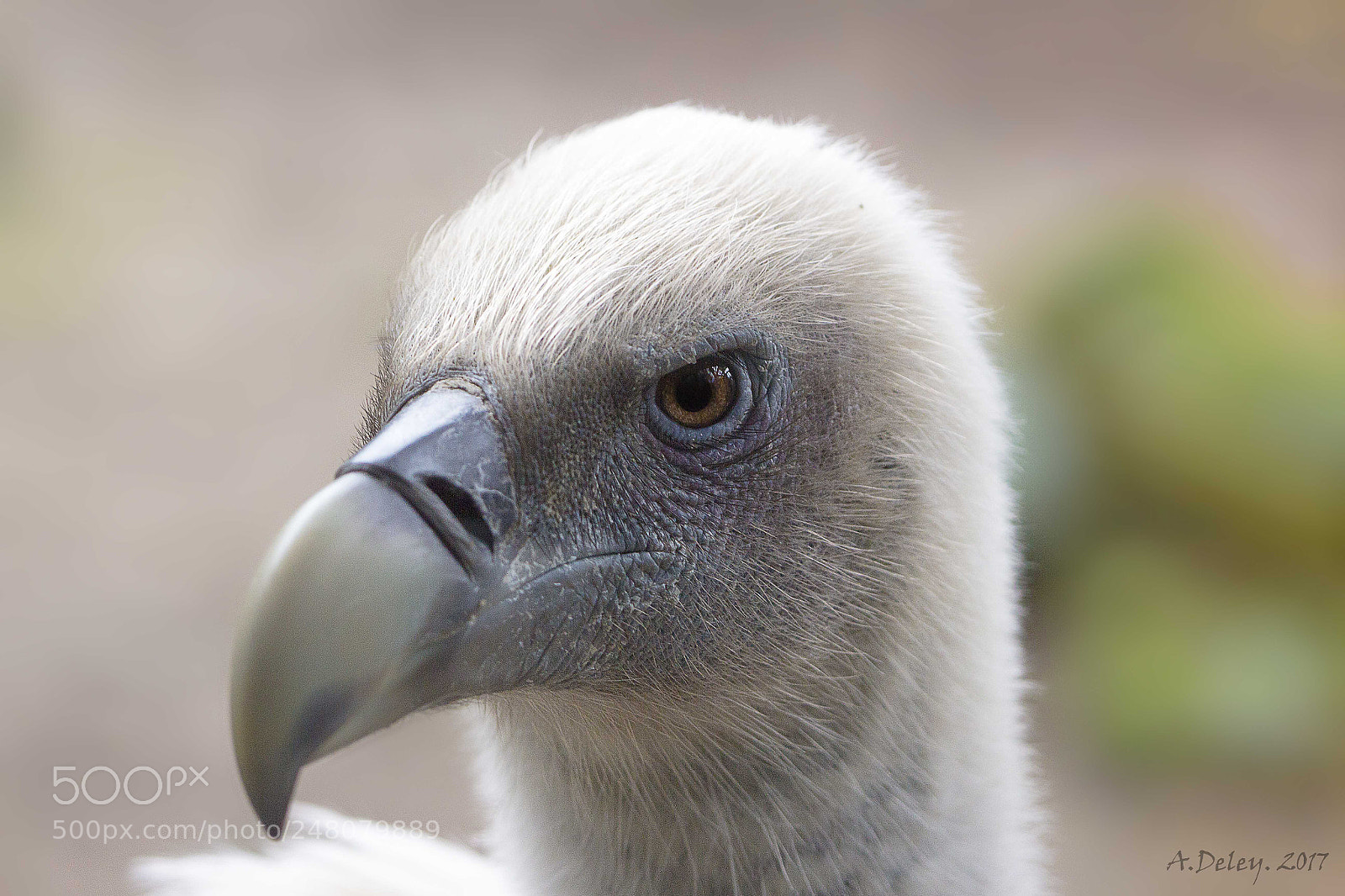 Canon EOS 700D (EOS Rebel T5i / EOS Kiss X7i) sample photo. Griffon vulture photography