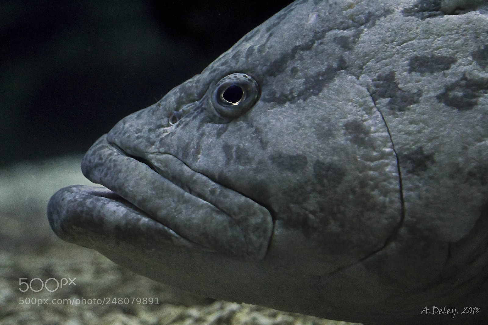 Canon EOS 700D (EOS Rebel T5i / EOS Kiss X7i) sample photo. Potato grouper photography