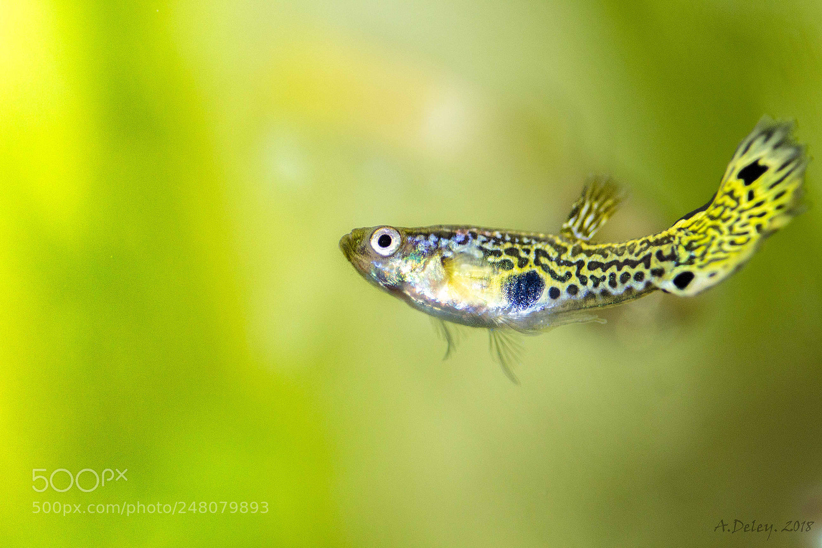 Canon EOS 700D (EOS Rebel T5i / EOS Kiss X7i) sample photo. Labyrinthguppy photography