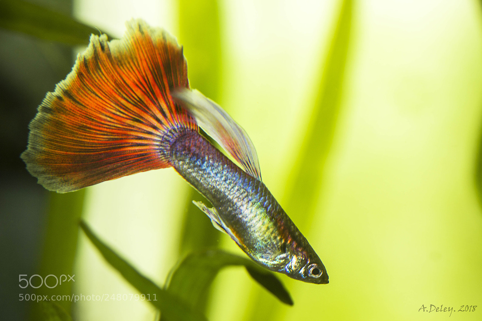 Canon EOS 700D (EOS Rebel T5i / EOS Kiss X7i) sample photo. Orangetailed guppy photography
