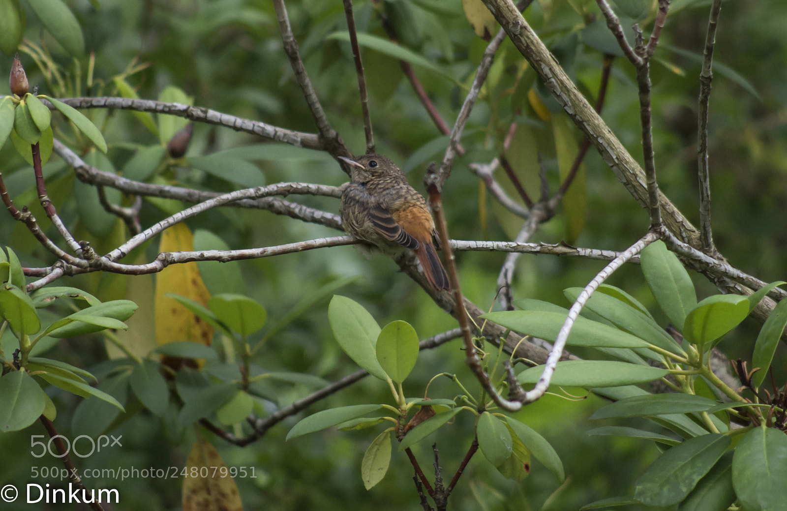 Pentax K-50 sample photo. Quel est cet oiseau ? photography