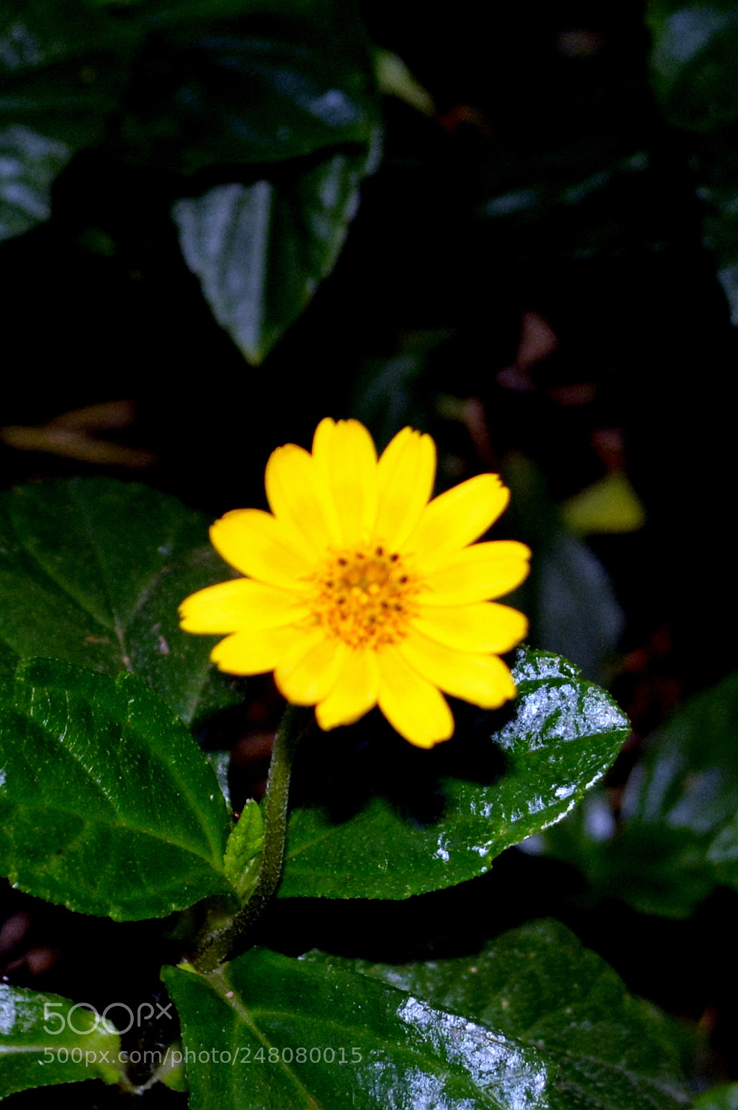 Nikon D5200 sample photo. Flower photography