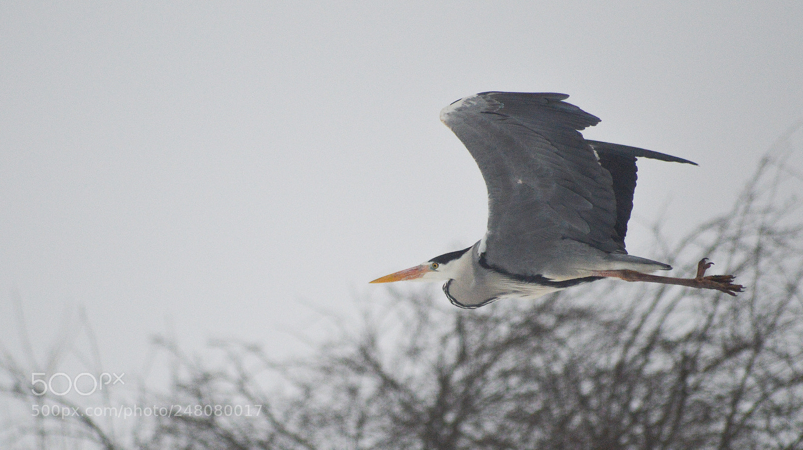 Nikon D3200 sample photo. Grey heron photography