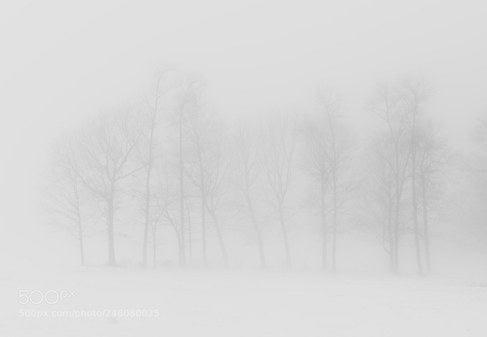 Nikon D850 sample photo. Snow days photography