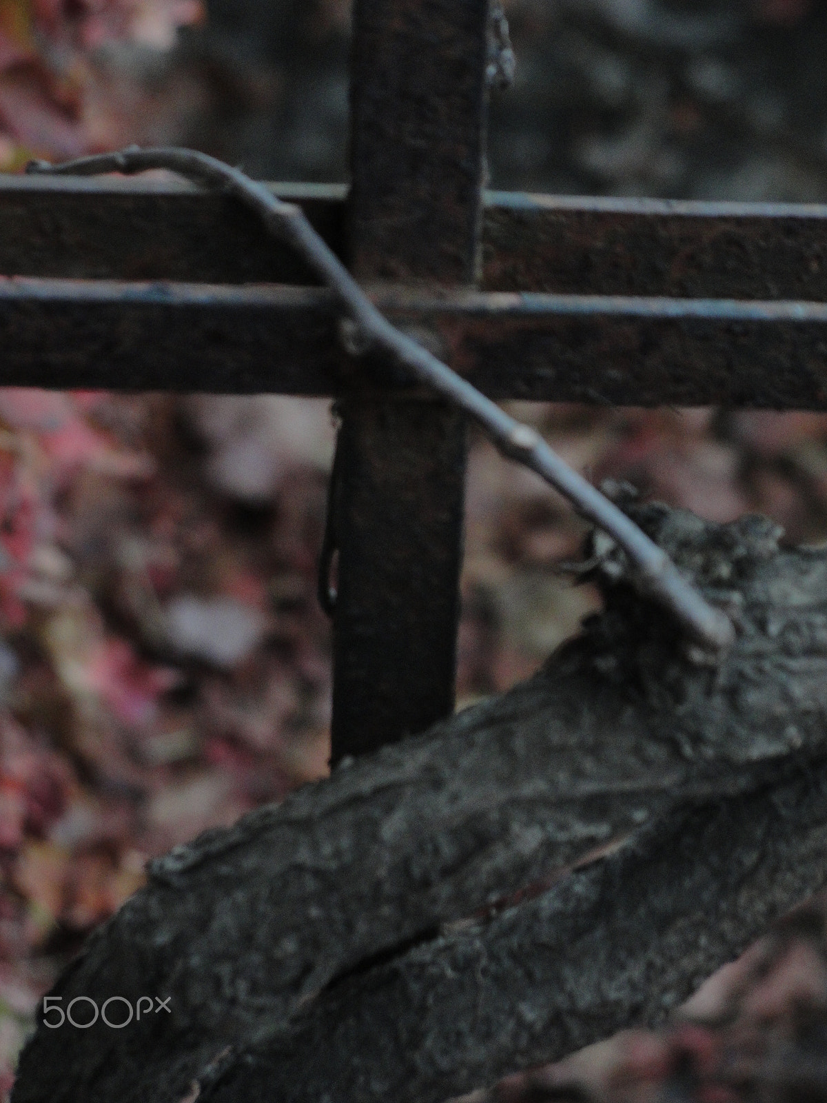 Sony Cyber-shot DSC-H20 sample photo. Baranda - photography