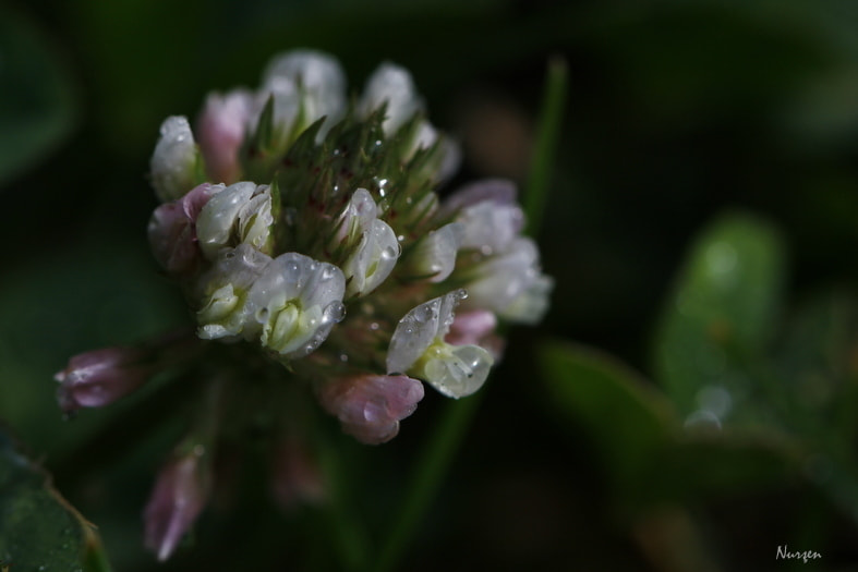 Canon EF 100mm F2.8L Macro IS USM sample photo. Drops photography