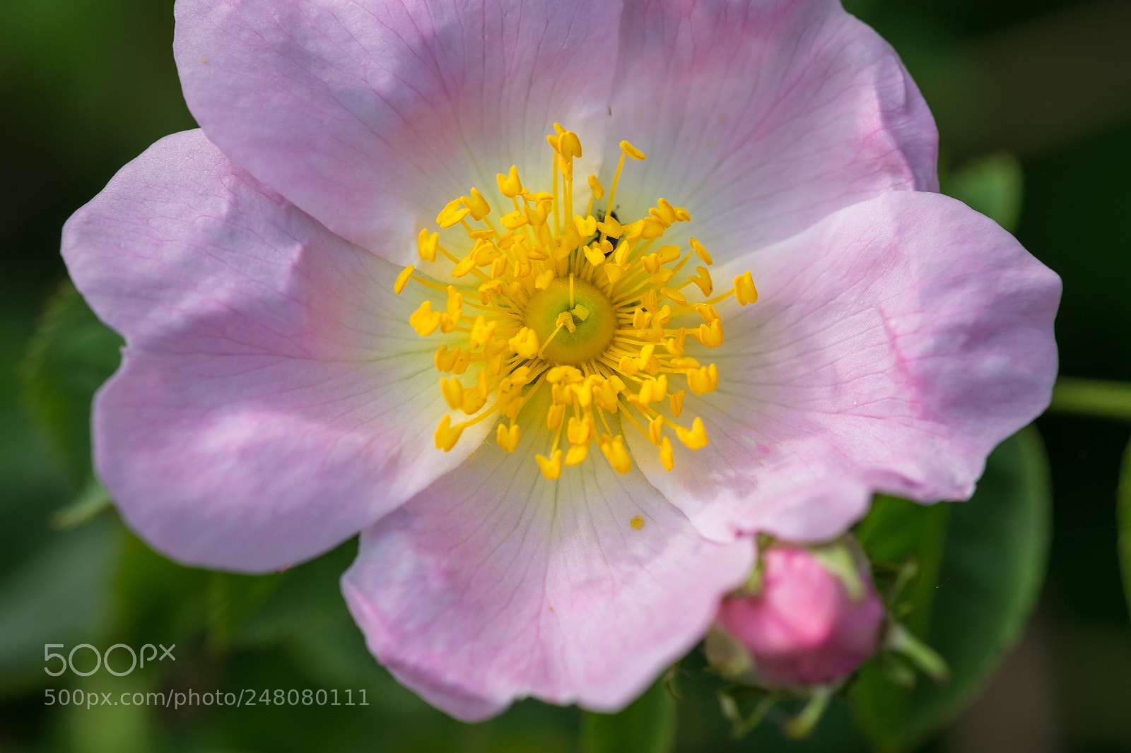 Fujifilm X-T1 sample photo. Rosa canina (hundsrose) photography