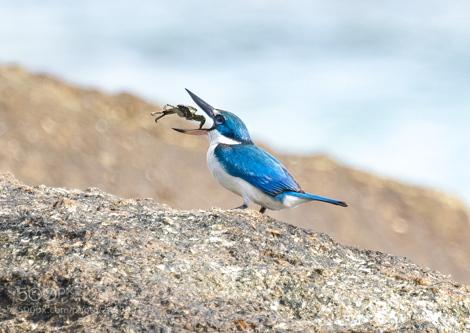 Nikon D500 sample photo. Kingcrabber... photography
