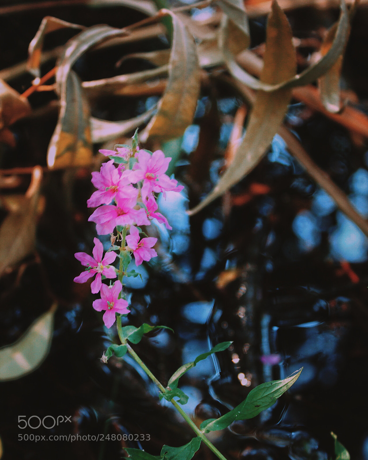 Canon EOS 600D (Rebel EOS T3i / EOS Kiss X5) sample photo. Acid colours photography