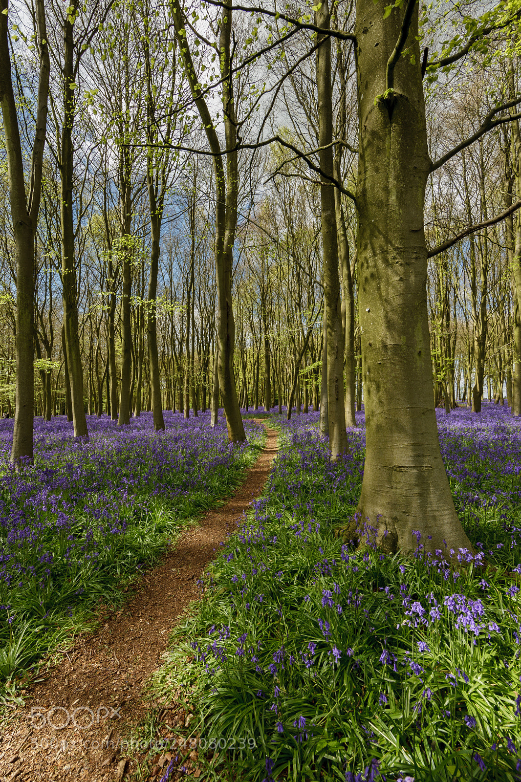 Canon EOS-1Ds Mark III sample photo. Badbury hill photography