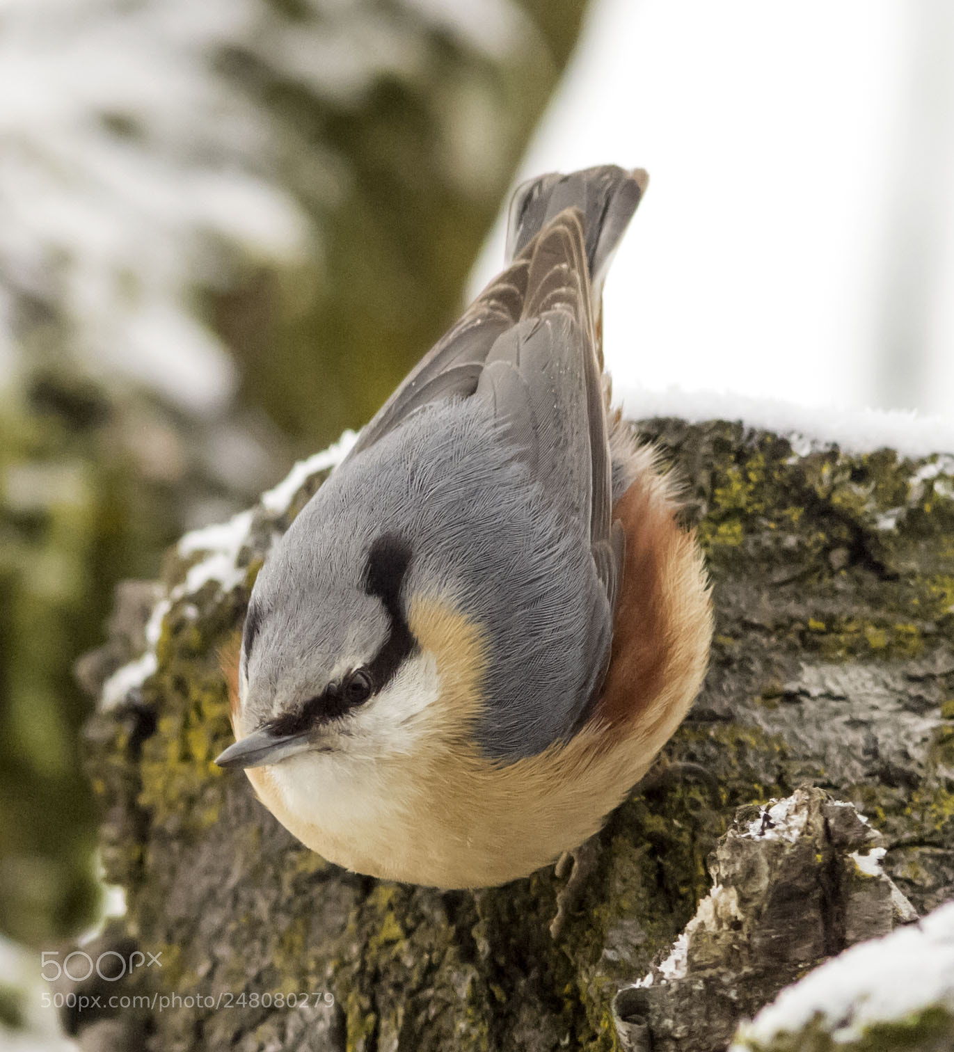 Olympus E-5 sample photo. Eurasian nuthatch in winter photography