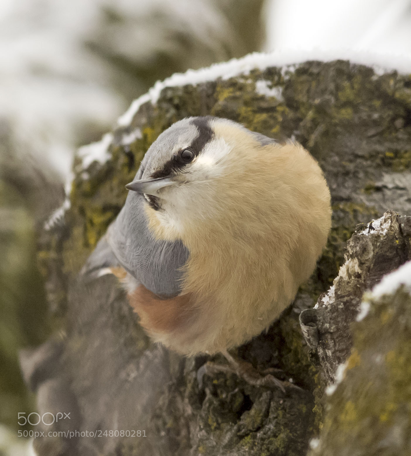 Olympus E-5 sample photo. Eurasian nuthatch in winter photography