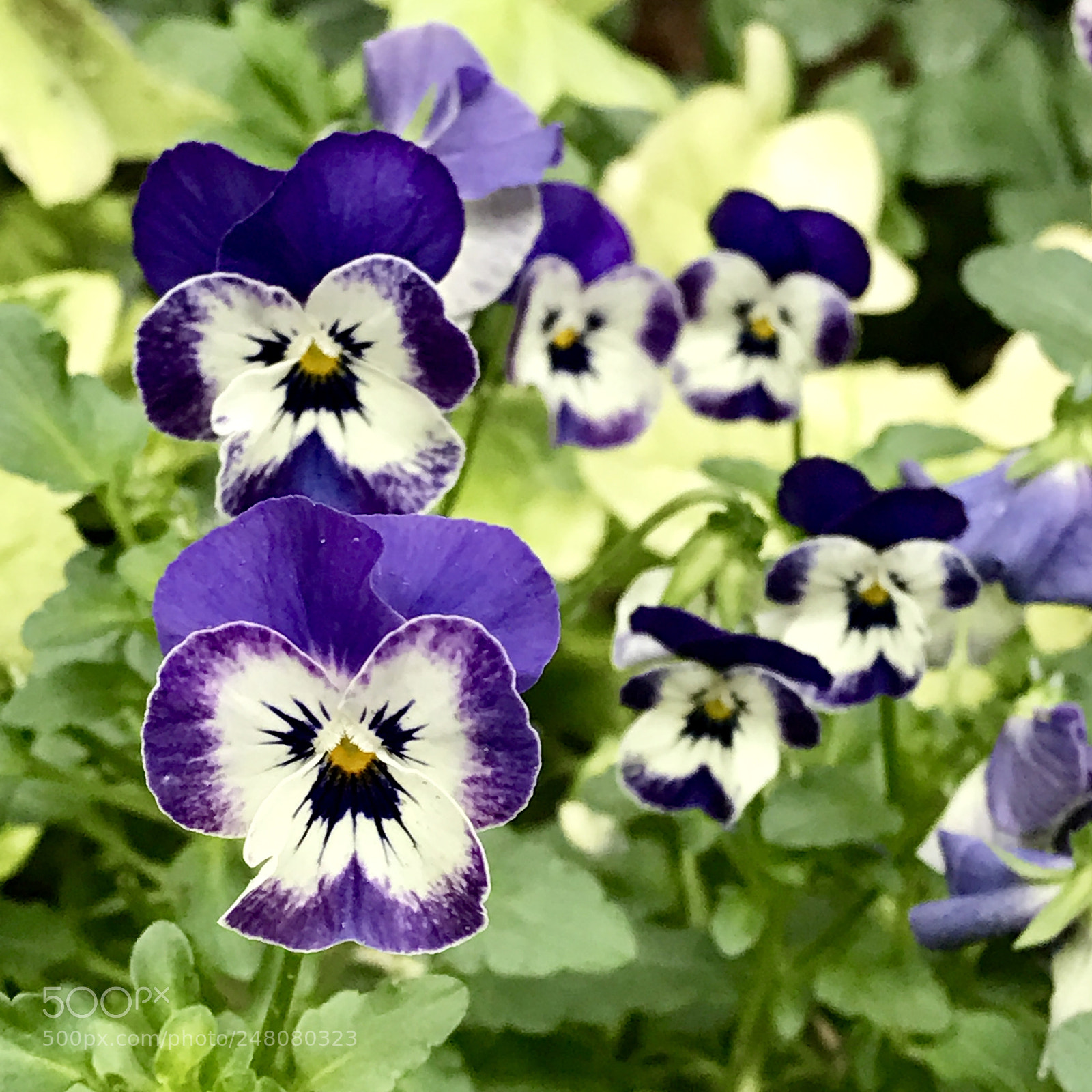 Apple iPhone 7 Plus sample photo. Flowers photography