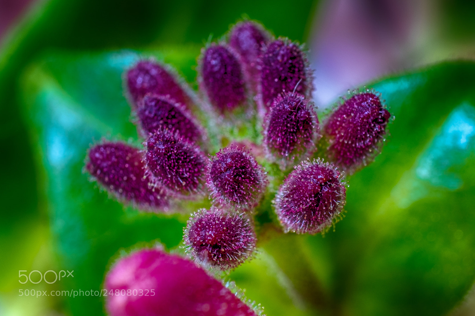 Fujifilm X-T1 sample photo. Knospe waldgeißblatt photography