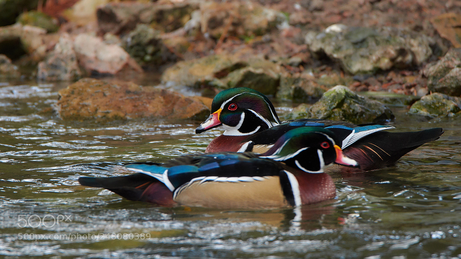 Nikon D5500 sample photo. Wood duck photography