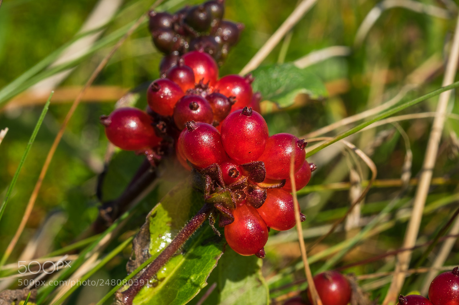 Fujifilm X-T1 sample photo. Fr chte des waldgei photography
