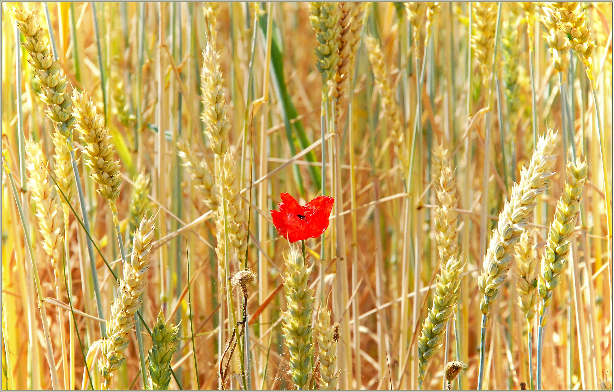 Sigma 18-200mm F3.5-6.3 DC OS HSM sample photo. Summer photography