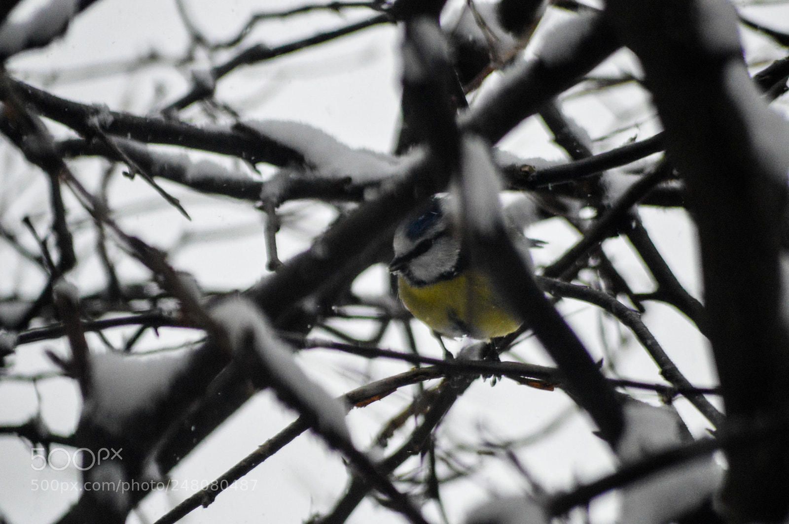 Nikon D3200 sample photo. Bluetit hiding from the photography